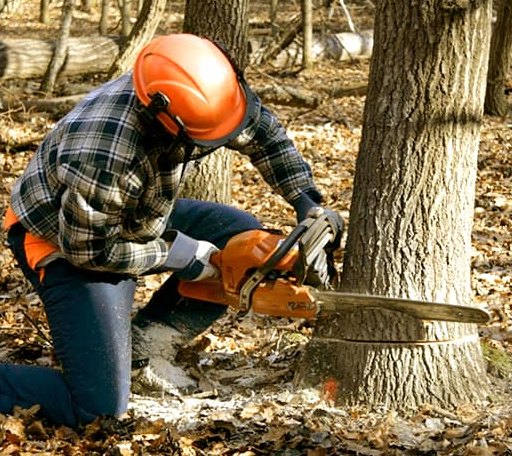 Tree Removal in Brandon, MN